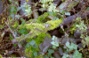 Bouvignies, des belles branches (169Ko)