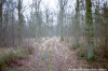 Forêt de Marchiennes
